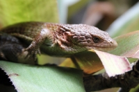 Miércoles 27 de abril. Los reptiles y lagartos son de los especímenes que más ejemplares son vistos en las salas de exposición en el ZOOMAT