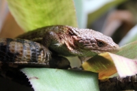 Miércoles 27 de abril. Los reptiles y lagartos son de los especímenes que más ejemplares son vistos en las salas de exposición en el ZOOMAT