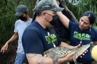 20210705. Tuxtla Gutiérrez. El ejemplar de cocodrilo moreletti es rescatado de un desague en el oriente de la capital del estado de Chiapas.