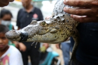 20210705. Tuxtla Gutiérrez. El ejemplar de cocodrilo moreletti es rescatado de un desague en el oriente de la capital del estado de Chiapas.