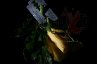 Las sobras en la rosa