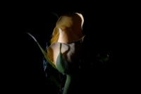 Las sombras en la rosa, el nombre que te nombra...