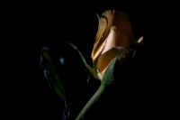 Las sombras en la rosa, el nombre que te nombra...