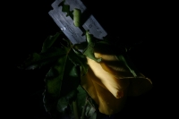 Las sombras en la rosa, el nombre que te nombra...