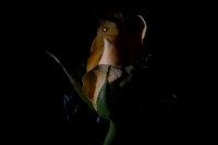 Las sombras en la rosa, el nombre que te nombra...