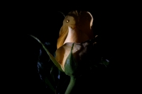Las sombras en la rosa, el nombre que te nombra...