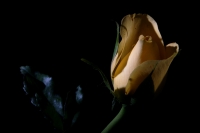 Las sombras en la rosa, el nombre que te nombra...