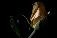 Las sombras en la rosa, el nombre que te nombra...