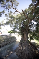 Martes 30 de noviembre. La cuenca del Sabinal. Aspectos del río Sabinal en el lado oriente de la ciudad de Tuxtla Gutiérrez.