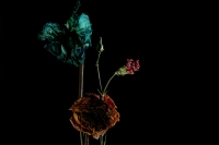 Rosa que te espera