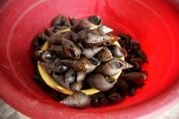 Comidas Tradicionales. El Shutie es un caracol de río que se distingue por su concha negra, se recolecta en los ríos de aguas claras y es considerado uno de los platillos más populares de las comunidades chiapanecas. Este caracol es cocinado en un caldo q