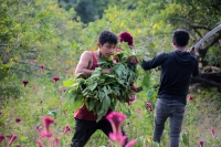 20231029. Chiapa de Corzo. La Flor de Terciopelo o Cresta de Gallo es cultivada por los productores de flores de la ribera del Grijalva durante la temporada del Día de Muertos.