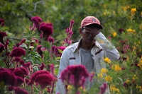 20231029. Chiapa de Corzo. La Flor de Terciopelo o Cresta de Gallo es cultivada por los productores de flores de la ribera del Grijalva durante la temporada del Día de Muertos.
