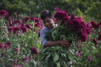 20231029. Chiapa de Corzo. La Flor de Terciopelo o Cresta de Gallo es cultivada por los productores de flores de la ribera del Grijalva durante la temporada del Día de Muertos.