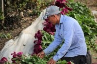 20231029. Chiapa de Corzo. La Flor de Terciopelo o Cresta de Gallo es cultivada por los productores de flores de la ribera del Grijalva durante la temporada del Día de Muertos.