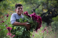 20231029. Chiapa de Corzo. La Flor de Terciopelo o Cresta de Gallo es cultivada por los productores de flores de la ribera del Grijalva durante la temporada del Día de Muertos.