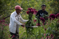 20231029. Chiapa de Corzo. La Flor de Terciopelo o Cresta de Gallo es cultivada por los productores de flores de la ribera del Grijalva durante la temporada del Día de Muertos.