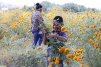 20211028. Esta mañana inicia el corte de la flor de Cempasúchitl en la Ribera Las Flechas