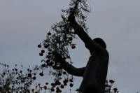 20211028. Esta mañana inicia el corte de la flor de Cempasúchitl en la Ribera Las Flechas