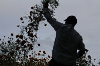 20211028. Esta mañana inicia el corte de la flor de Cempasúchitl en la Ribera Las Flechas