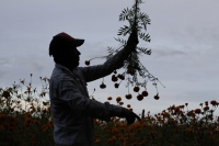 20211028. Esta mañana inicia el corte de la flor de Cempasúchitl en la Ribera Las Flechas