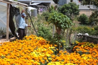 2023104. Berriozábal. Congregación Amendú. Productores de esta pequeña comunidad dedican su esfuerzo para producir las Flores de Cempasuchitl  para esta temporada.