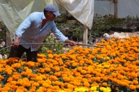 2023104. Berriozábal. Congregación Amendú. Productores de esta pequeña comunidad dedican su esfuerzo para producir las Flores de Cempasuchitl  para esta temporada.