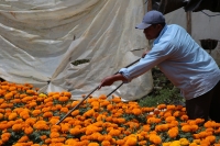 2023104. Berriozábal. Congregación Amendú. Productores de esta pequeña comunidad dedican su esfuerzo para producir las Flores de Cempasuchitl  para esta temporada.