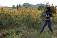 20211028. Esta mañana inicia el corte de la flor de Cempasúchitl en la Ribera Las Flechas