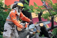 Sábado 22 de agosto del 2020. Tuxtla Gutiérrez. Trabajadores de Protección Civil trabajan en el árbol que colapsó en el atrio de la iglesia de San Roque.