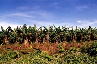 Especial. Miercoles 3 de febrero.  El Soconusco,  una de las zonas económicas del estado la cual se encuentra ubicada en la frontera con Guatemala, es una región rica en recursos naturales y con un desarrollo económico estable. Cuenta con una geografia co