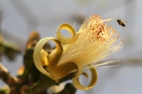 La flor del #Sospo está presente los climas cálidos al inicio de la temporada de seca, muy representativa en otros tiempos de la ciudad de Tuxtla Gutiérrez, se mantiene como un árbol presente en #Chiapas y #Guatemala La flor del #Sospo está presente los climas cálidos al inicio de la temporada de seca, muy representativa en otros tiempos de la ciudad de Tuxtla Gutiérrez, se mantiene como un árbol presente en #Chiapas y #Guatemala