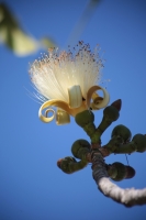 20240219. Tuxtla. Sospó blanco. Árbol que crece en la región de Centroamérica con una hermosa flor, la cual es representativa de la ciudad de Tuxtla Gutiérrez.