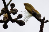 20230212. Tuxtla. La flor del sospÃ³ blanco.