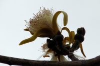 20230212. Tuxtla. La flor del sospÃ³ blanco.