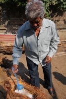 Ejido Benito Juárez, Villaflores. Martes 10 de mayo. Un grupo de ejidatarios de la comunidad Benito Juárez en Villaflores realizan el cultivo de la Palma de Coyol para la elaboración tradicional de La Taberna, la cual es consumida entre los meses de marzo
