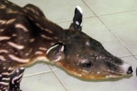 Viernes 4 de febrero.  Una cría de Tapir nacida el pasado 17 de enero se encuentra en el area de guardería del ZOOMAT en espera de que pase la cuarentena de su nacimiento para que pueda ser puesta en exhibición dentro de algunas semanas más.