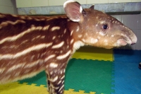 Viernes 4 de febrero.  Una cría de Tapir nacida el pasado 17 de enero se encuentra en el area de guardería del ZOOMAT en espera de que pase la cuarentena de su nacimiento para que pueda ser puesta en exhibición dentro de algunas semanas más.