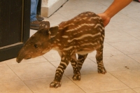 Lunes 4 de abril. Una nueva crÃa de Tapir es presentada por los especialistas del ZOOMAT esta mañana. Lunes 4 de abril. Una nueva crÃa de Tapir es presentada por los especialistas del ZOOMAT esta mañana.