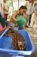 Lunes 4 de abril. Una nueva cría de Tapir es presentada por los especialistas del ZOOMAT esta mañana.