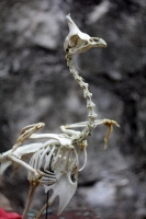 Martes 9 de diciembre del 2014. Tuxtla Gutiérrez. El departamento de Taxidermia del Zoomat, fundado en los años 40 por Don Miguel Álvarez del Toro en los años cuarenta continua enriqueciendo constantemente la colección presentada en el museo Cesar Domíngu