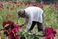 20211030. Continúa la cosecha de flores para el día de Los Santos Difuntos. Flor de Terciopelo