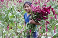 20211030. Continúa la cosecha de flores para el día de Los Santos Difuntos. Flor de Terciopelo