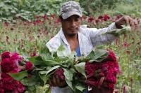 20211030. Continúa la cosecha de flores para el día de Los Santos Difuntos. Flor de Terciopelo