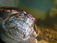 Viernes 4 de febrero. Aspecto de las tortugas exhibidas en el ZOOMAT