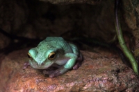 Martes 26 de abril. Pese a los esfuerzos de los especialistas del ZOOMAT la población de Anfibios es limitada a pocas especies dentro de la población en exhibición, destacándose la presencia de tortugas entre las demás ejemplares.