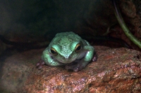 Martes 26 de abril. Pese a los esfuerzos de los especialistas del ZOOMAT la población de Anfibios es limitada a pocas especies dentro de la población en exhibición, destacándose la presencia de tortugas entre las demás ejemplares.