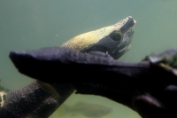Martes 26 de abril. Pese a los esfuerzos de los especialistas del ZOOMAT la población de Anfibios es limitada a pocas especies dentro de la población en exhibición, destacándose la presencia de tortugas entre las demás ejemplares.