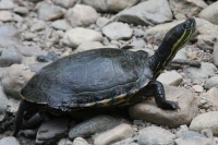 Martes 26 de abril. Pese a los esfuerzos de los especialistas del ZOOMAT la población de Anfibios es limitada a pocas especies dentro de la población en exhibición, destacándose la presencia de tortugas entre las demás ejemplares.