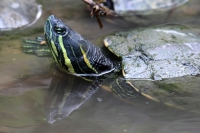 Martes 26 de abril. Pese a los esfuerzos de los especialistas del ZOOMAT la población de Anfibios es limitada a pocas especies dentro de la población en exhibición, destacándose la presencia de tortugas entre las demás ejemplares.